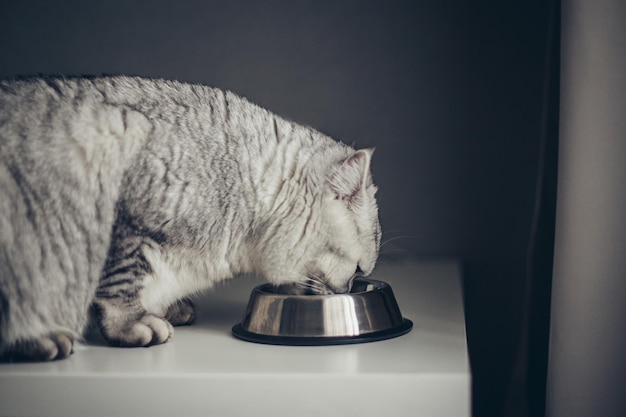 kleine grijze gestreepte Britse kitten eet nat voedsel op witte tafel achtergrond Leuke raszuivere kitten in de keuken met metalen komxA