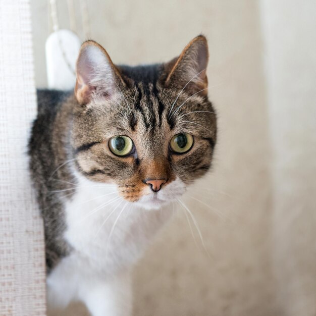 Kleine grijze gestreepte en vreemd uitziende kat geïsoleerd op een witte achtergrond