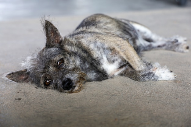 kleine grijze hond tot op de vloer