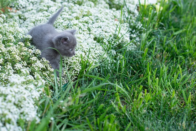 Kleine grijze kat, een maand oud in de tuin. kat in groen gras en bloemen alyssum.