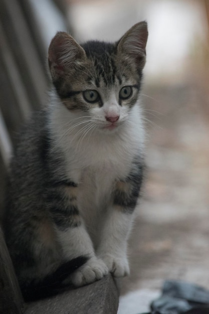 kleine grijze kat pasgeboren huisdieren