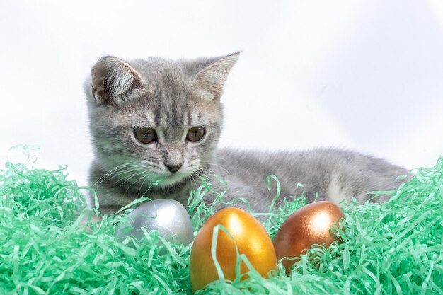 Kleine grijze kitten liggend op een papieren rietje en spelen met paaseieren Hunt Easter eggs concept