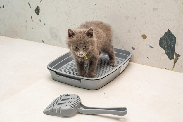 Kleine grijze kitten op de kattenbakvulling