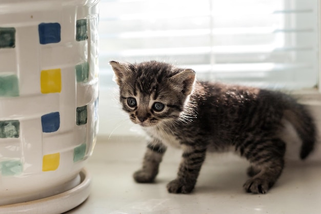 Kleine grijze kitten op een lichte achtergrond Soft focus