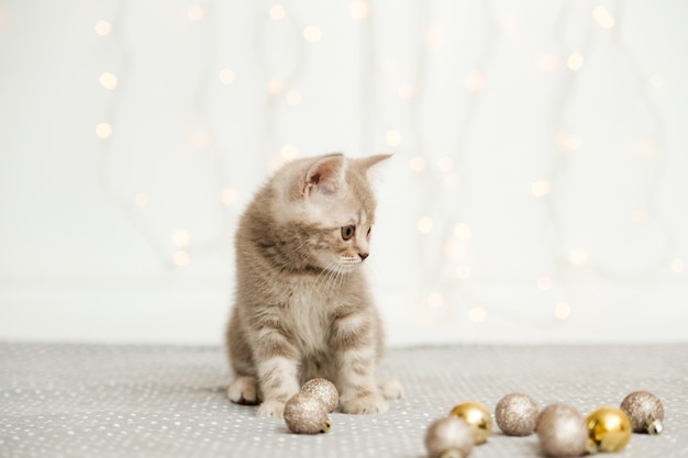 Kleine grijze kitten. schotse rechte. licht en kerstballen op de