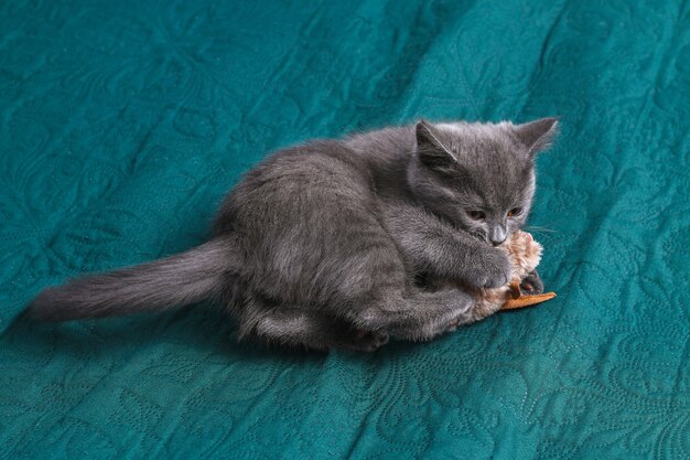 Kleine grijze kitten speelt met speelgoedmuis kattenspeeltjes