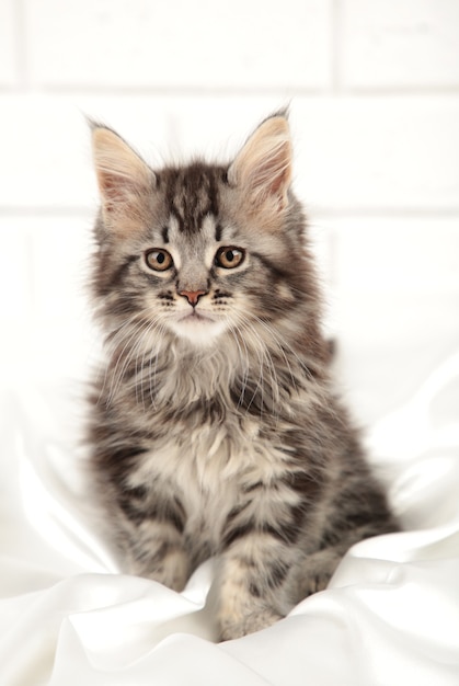 Kleine grijze maine coon kitten poseren op lichte achtergrond. Bovenaanzicht