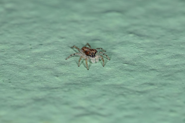 Kleine grijze muurspringspin van de soort Menemerus bivittatus