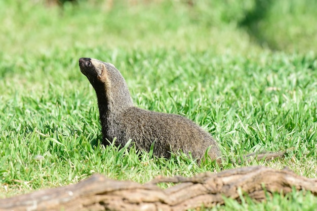 Foto kleine grisonmustelid die in zuid-amerika leeft