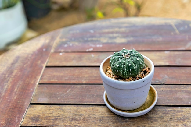 Kleine groene Astrophytum-cactus in een witte pot op een oude houten tafel met daglicht overdag