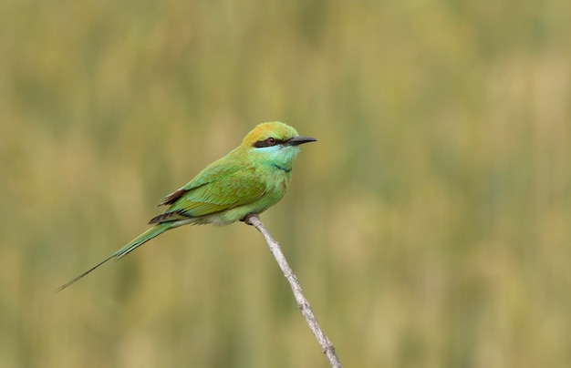 Foto kleine groene bijeneter