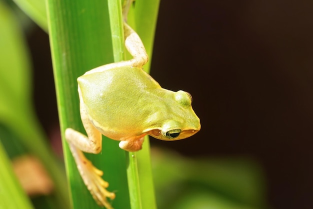 Kleine groene boomkikker uit Madagaskar die op groen blad rust, close-updetail