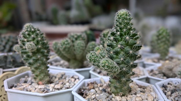 Kleine groene cactusgroep met wazige achtergrond