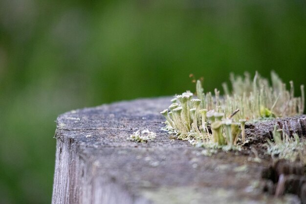 Kleine groene groeien op een boomstam met een groenachtige achtergrond