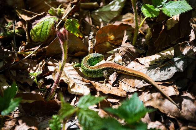 Kleine groene hagediszitting onder de bladeren