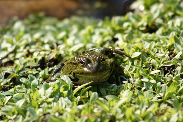 Kleine groene kikker in een vijver