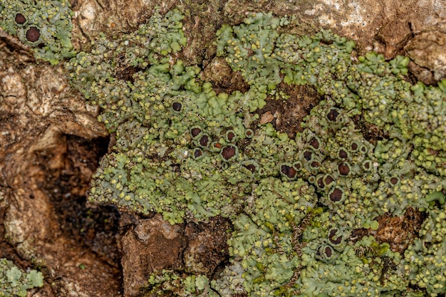 Kleine groene korstmostextuur op een stam in macroweergave