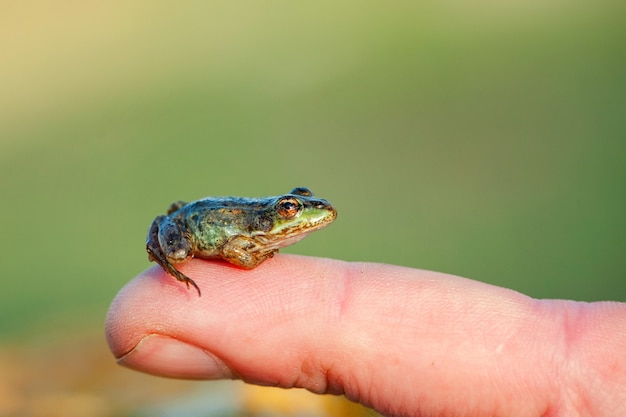 Kleine groene moeraskikker (pelophylax ridibundus) zittend op een vinger.