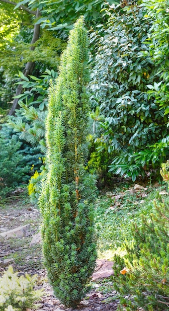 Kleine groene naaldboom op de achtergrond van parkplanten