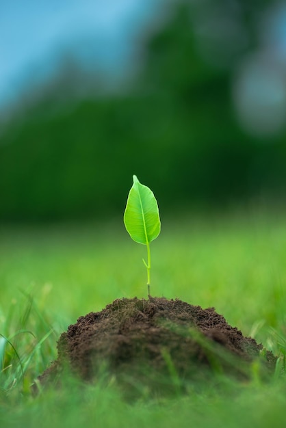 Kleine groene plant begint te groeien uit de zuivere grond over de groene grasachtergrond