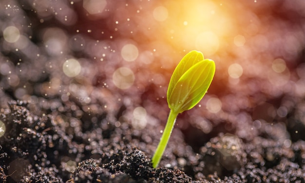 Kleine groene plant groeit uit grondstapel