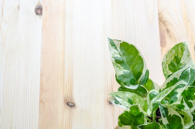 Kleine groene plant op houten oppervlak