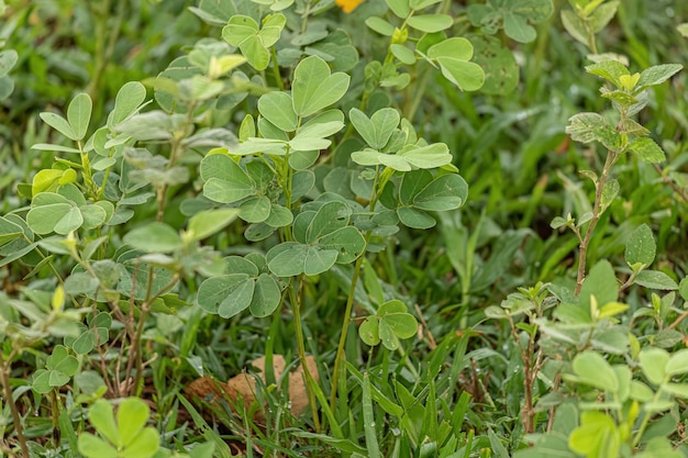 Kleine groene plant