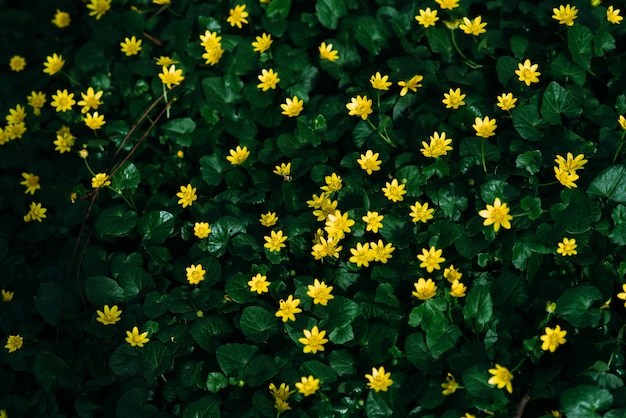 Kleine groene planten bloeien met kleine gele bloemen