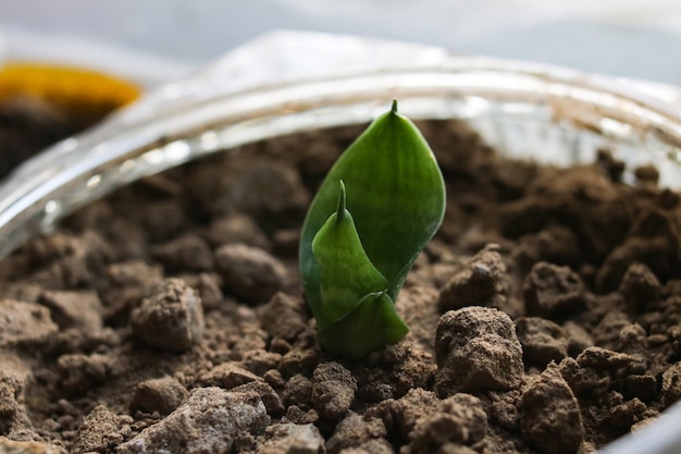 Kleine groene spruit van een kamerplant in een pot