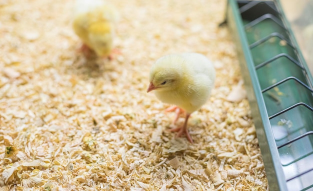 Kleine groep kippen die maïs en graan eten in een kuikenboerderij