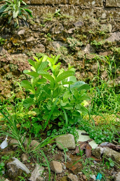 kleine guaveboom groeit met veel bladeren