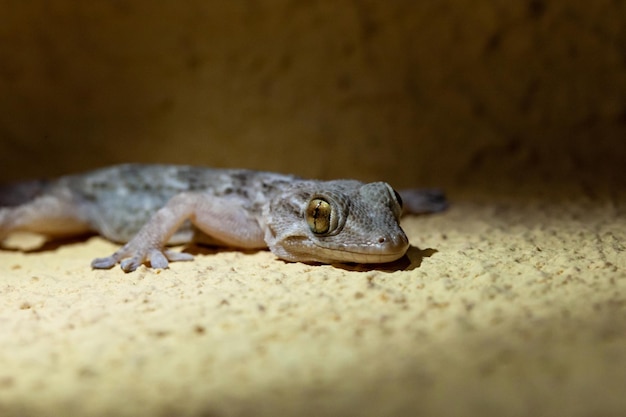 kleine hagedis zat op de muur