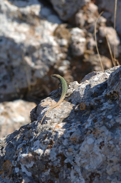 Kleine hagedis zit op een steen en kijkt naar