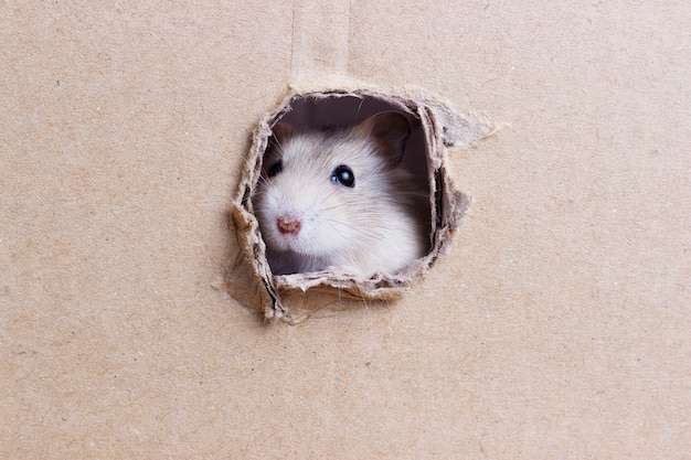 Kleine hamster kijkt door een rond gat in een kartonnen doos