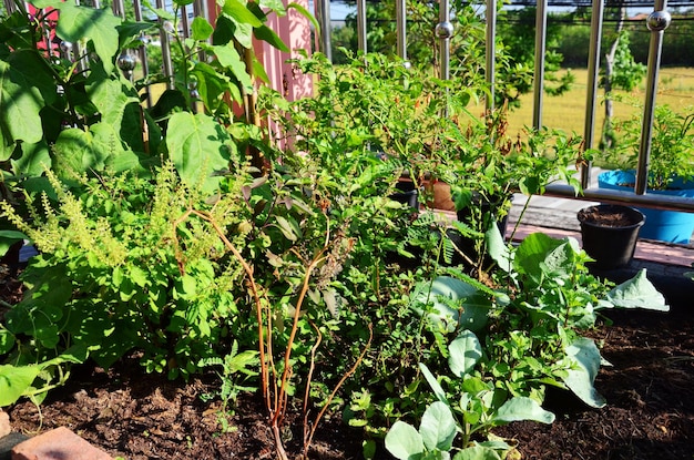 Kleine handgemaakte tuinen op terrassen op het dak van het huis voor Thaise boerenmensen die hobby klein tuinieren, boomvruchten, groenten verbouwen en kruidenplanten tuinbouw in Bangkok, Thailand