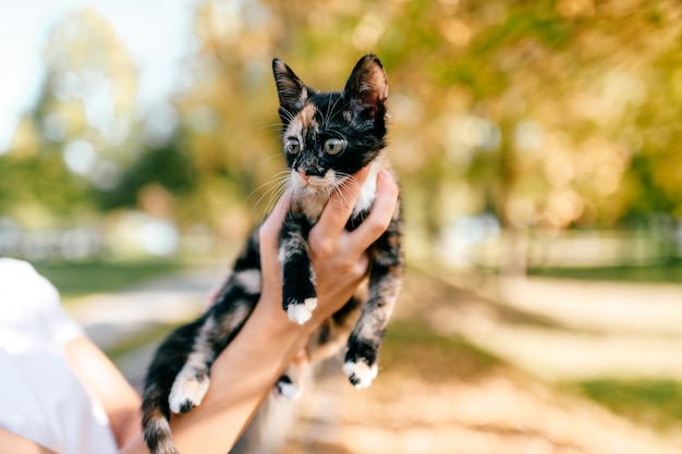 Kleine harige rasechte kat