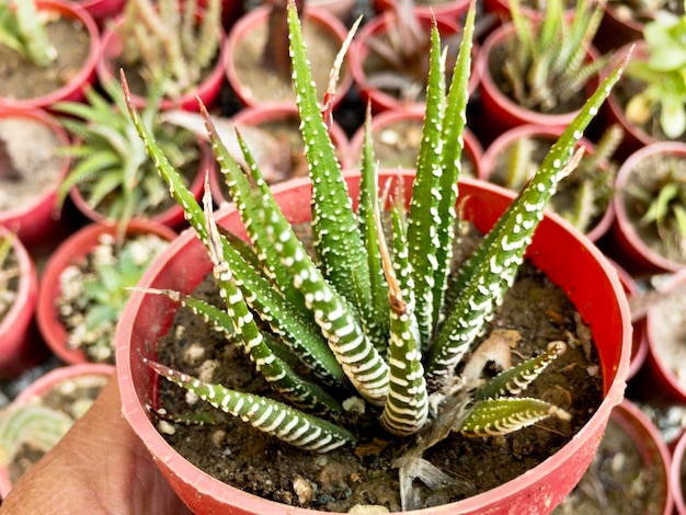 Kleine Haworthia attenuata zebra vetplant