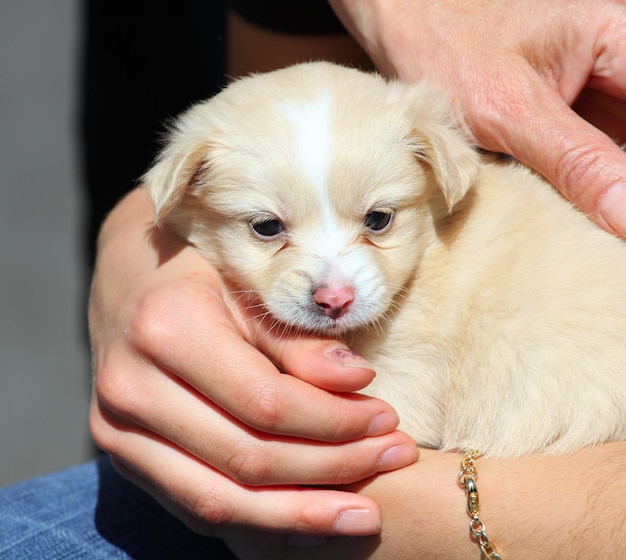 Kleine hond in de hand