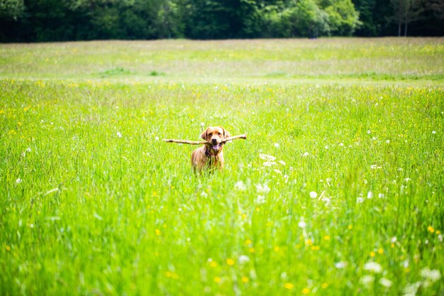 Kleine hond in een veld