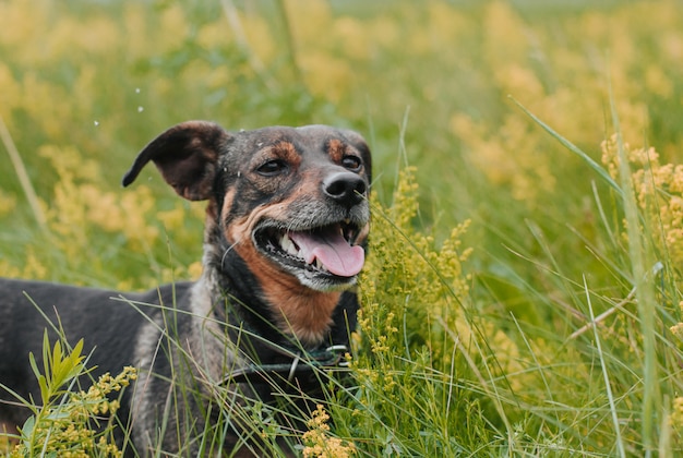 Kleine hond in het bloemrijke veld. wilde bloemen. zwarte hond