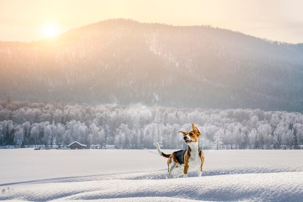 Kleine hond loopt in de winter over een weiland in de sneeuw. Gemengde media