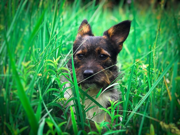 Foto kleine hond met grote oren die zich verbergt in het hoge gras.