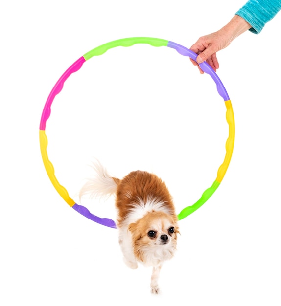 Kleine hond op een witte achtergrond