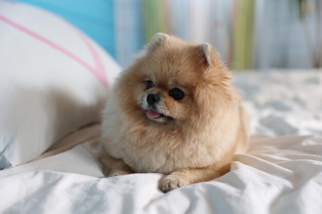 Kleine hond pomeranian ligt op een bed in de slaapkamer