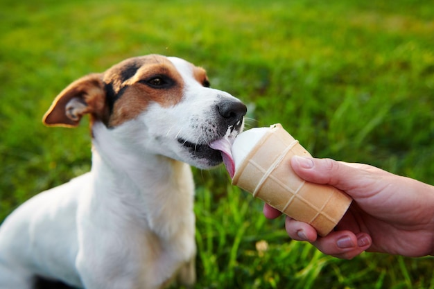 Kleine hond van het ras Jack Russell Terrier eet ijs