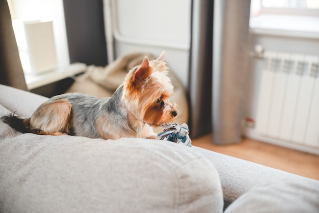 Kleine hond York zitten en spelen thuis