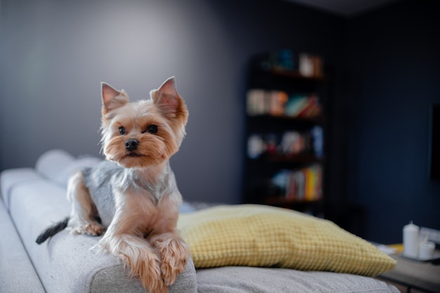 Kleine hond York zitten en spelen thuis