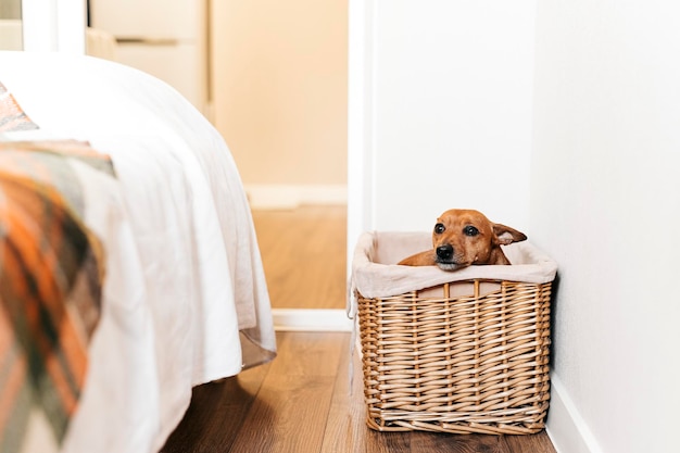 kleine hond zit in een rieten beige mand