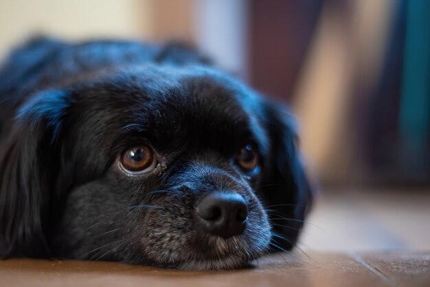 kleine hond zittend op de vloer