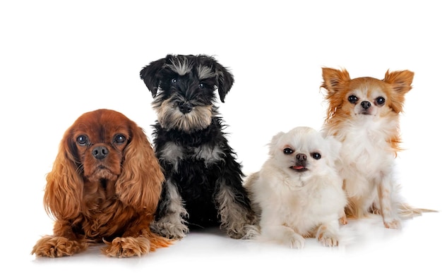 kleine honden in de studio